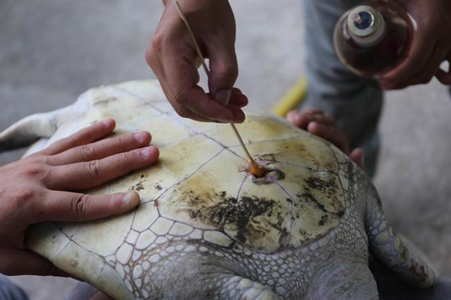 獸醫師們仔細地替受傷的海龜擦藥治療。金門縣政府/提供