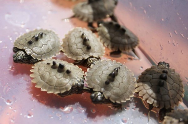 272隻烏龜當中共有10種不同種類。(圖為黑瘤地圖龜) 金門縣政府/提供