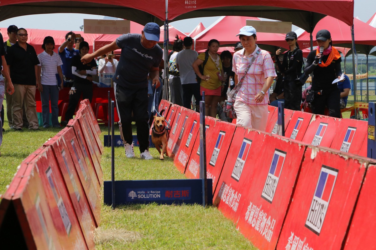 飼主帶著毛小孩一同玩樂。 新北市動保處/提供
