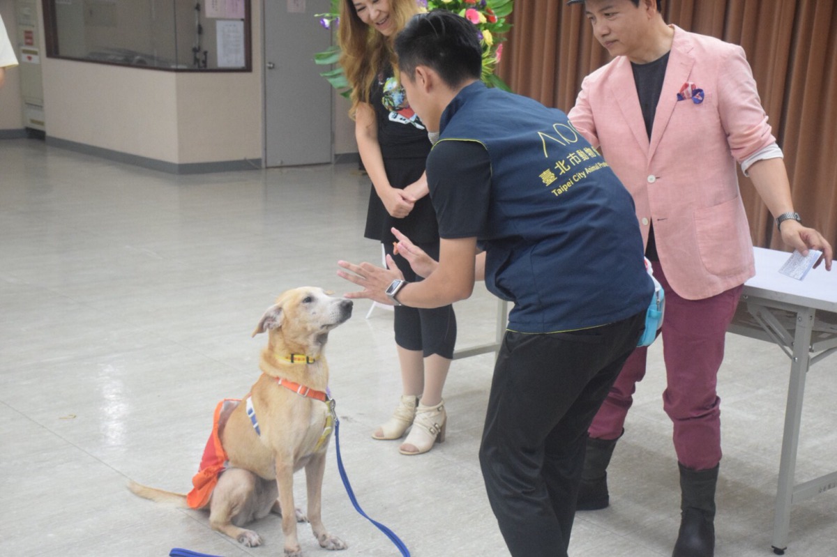 動物之家的浪犬「momo」在訓犬師的指示下完成指令。 姚崇仁/攝