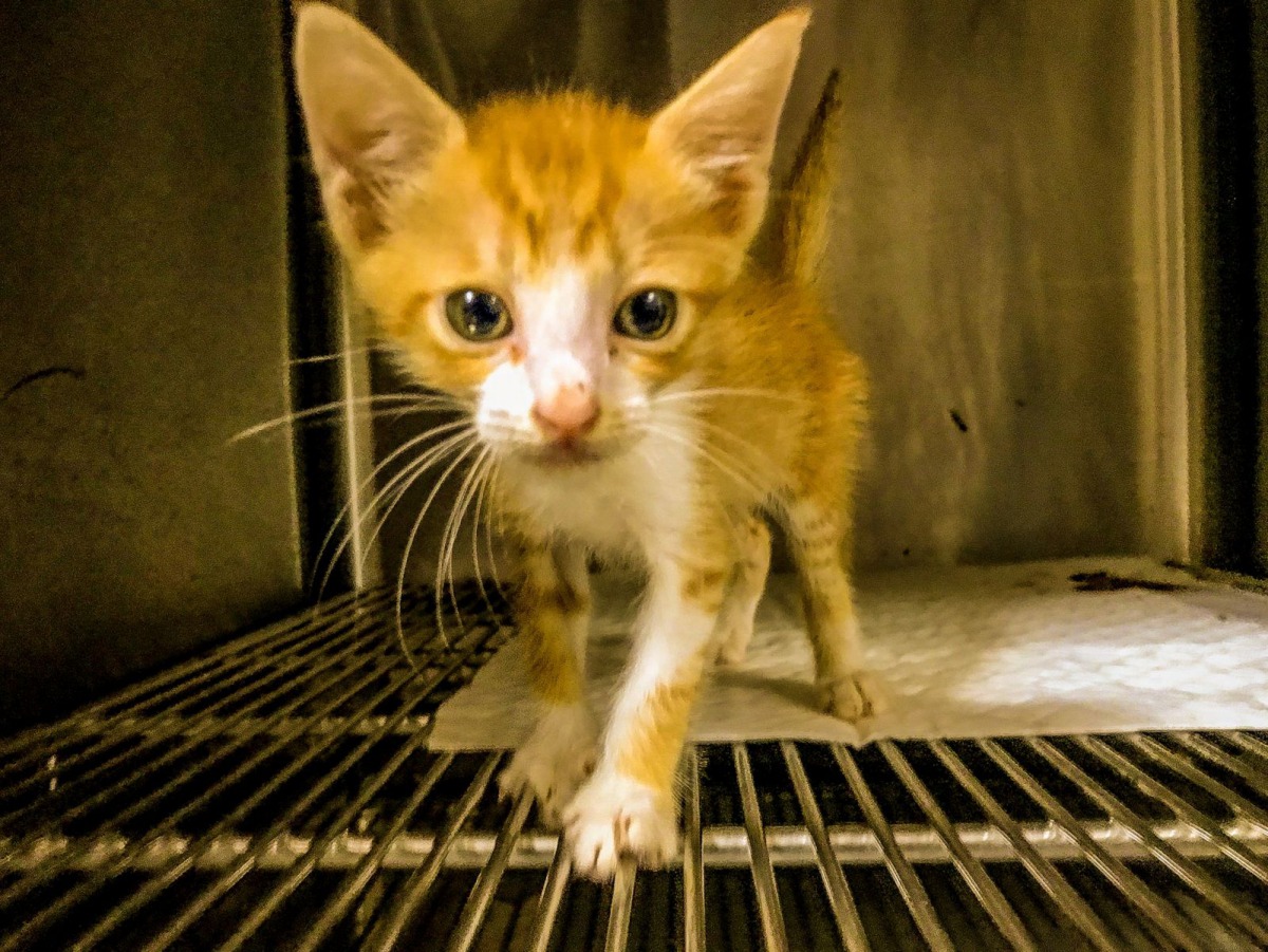 五股國小受傷的小橘貓已經恢復行動力,目前在五股動物之家開放給民眾認養。 新北市動保處/提供