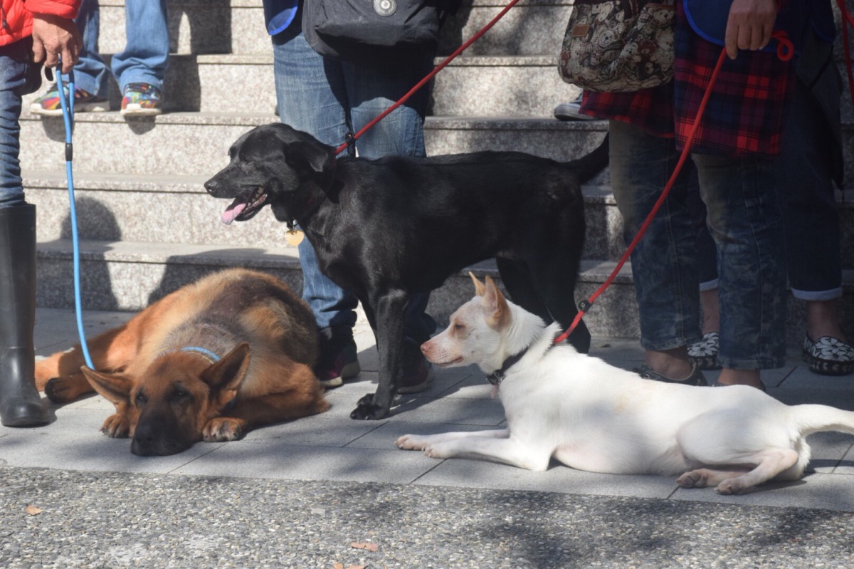 張媽媽帶著數隻狗狗到現場表達訴求。 姚崇仁/攝