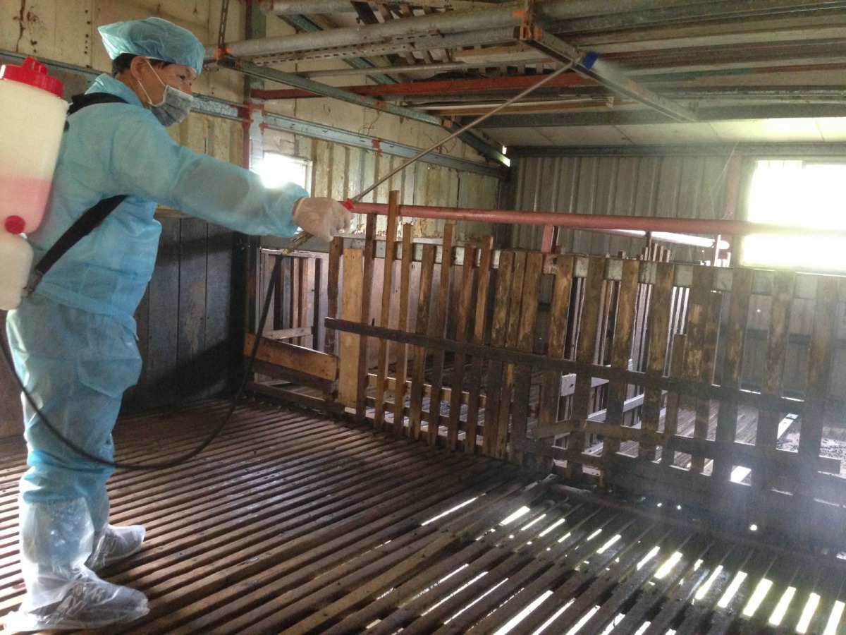 養羊戶務必每週定期進行消毒,避免疾病發生。 新北市動保處/提供