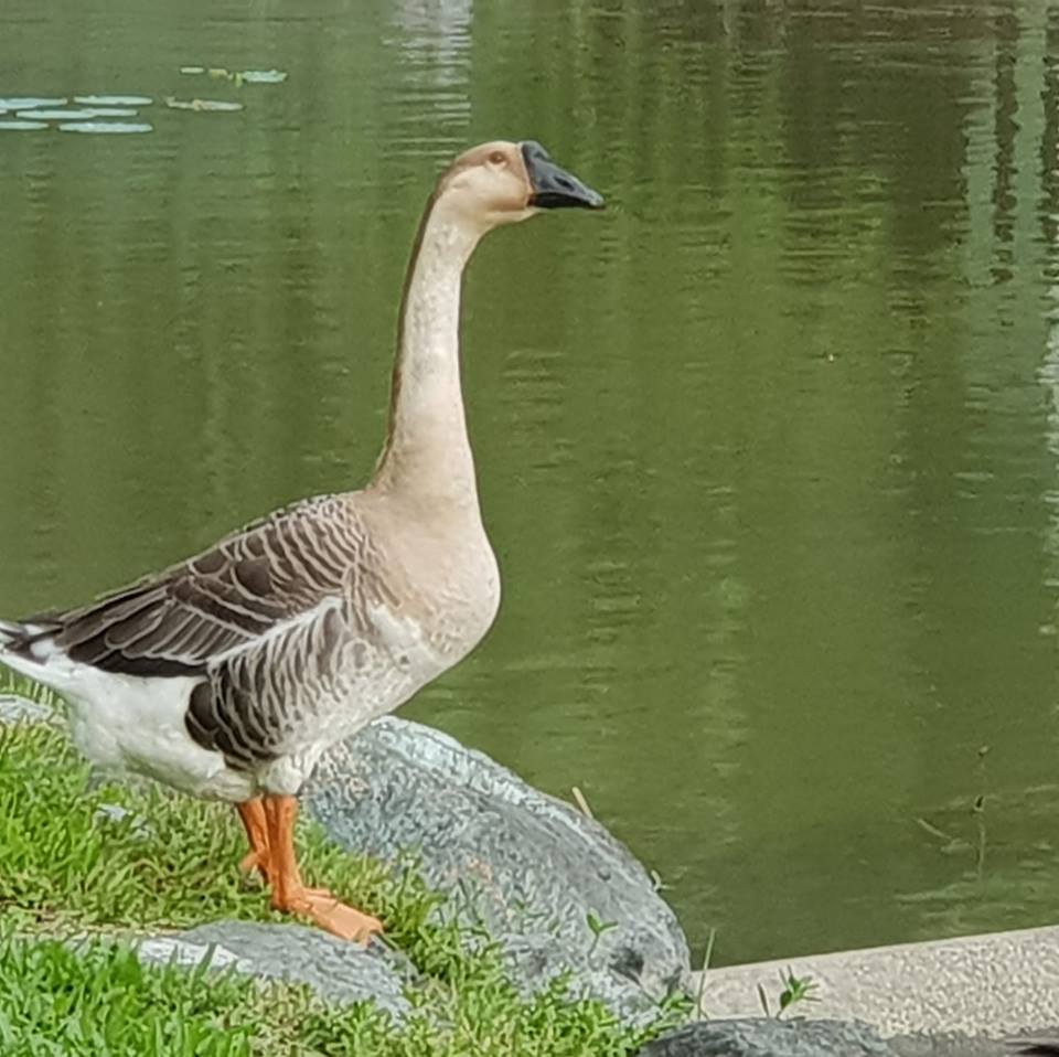 「大寶」失蹤前的身影。 溫芳玲/提供