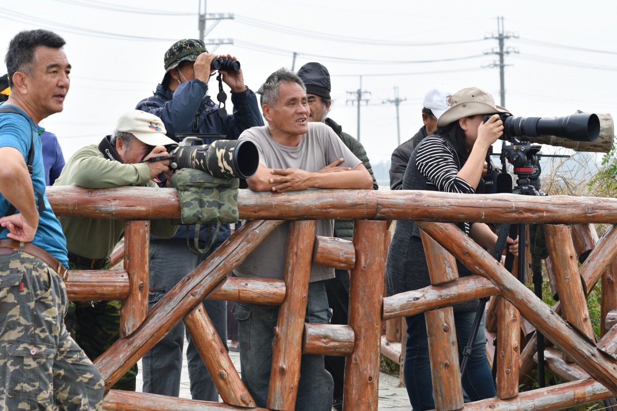 這次野放黑面琵鷺吸引眾多愛鳥人士前來捕捉珍貴的畫面。 黃蜀婷/提供