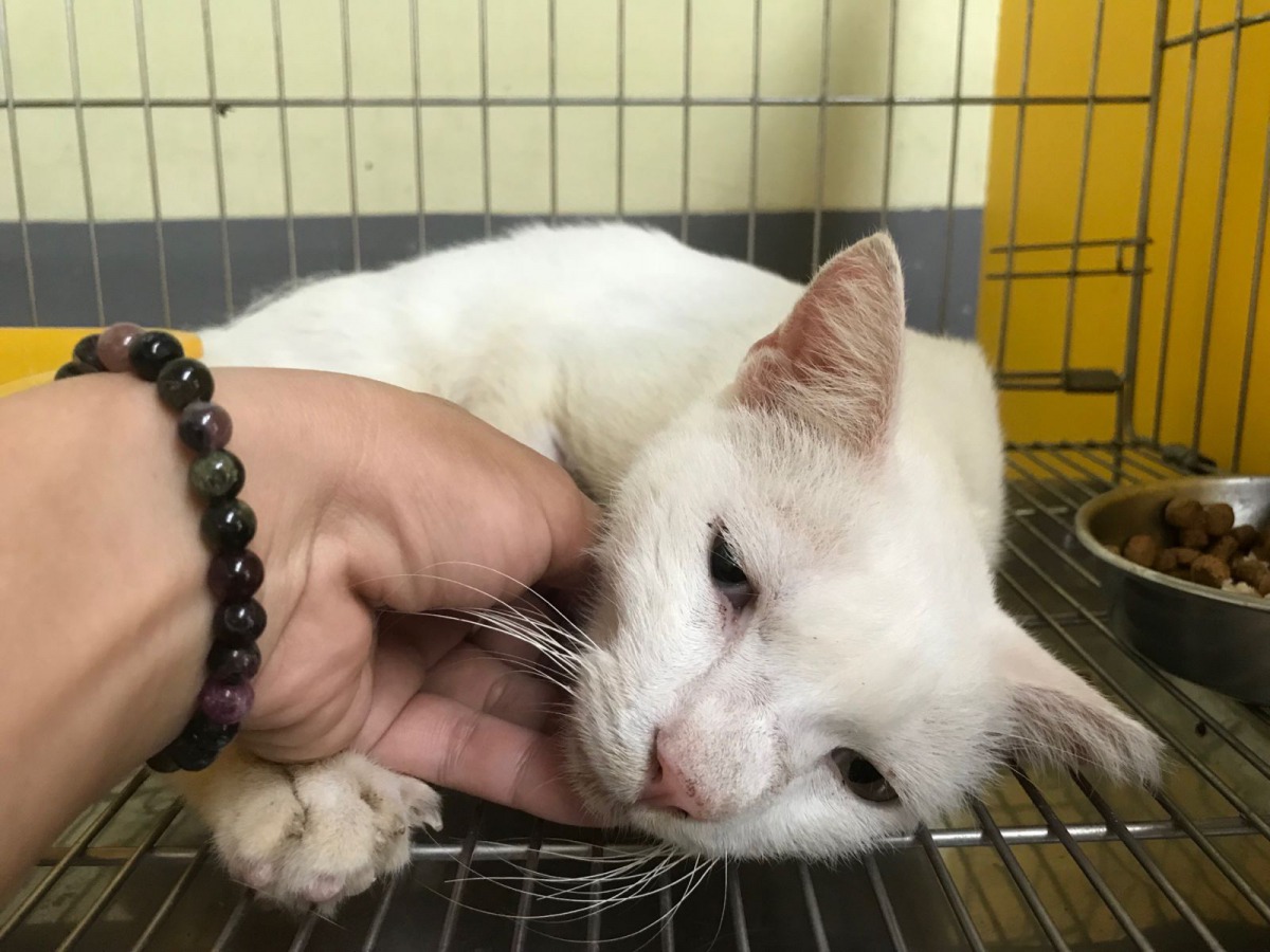 受過重傷的「兔兔」在動保員和志工的訓練下變得越來越親人。 新北市動保處/提供