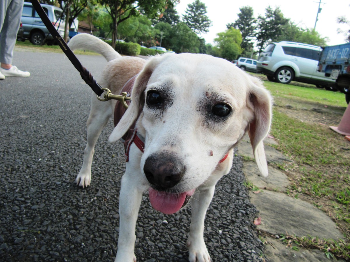 褐根病偵查犬「蕾濛」。 嘉義林管處/提供