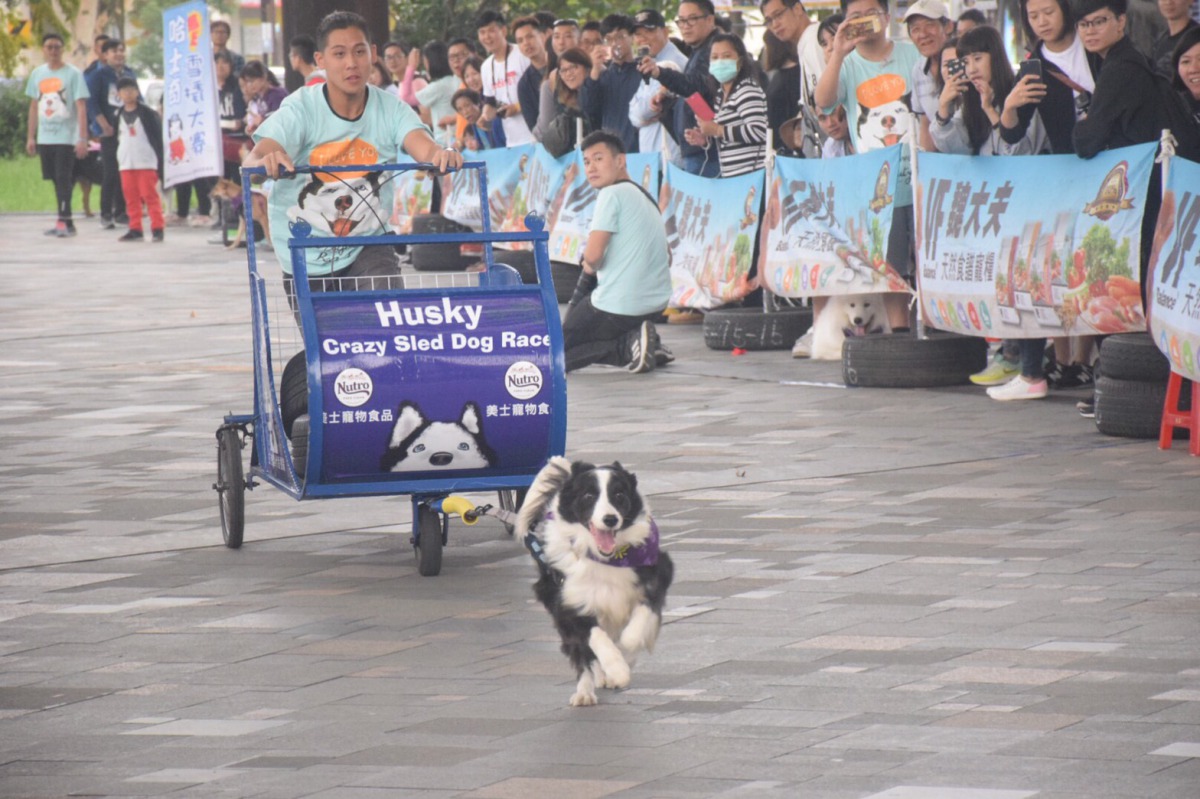 狗狗在進行比賽時一定會有人在後方幫忙推。 姚崇仁/攝