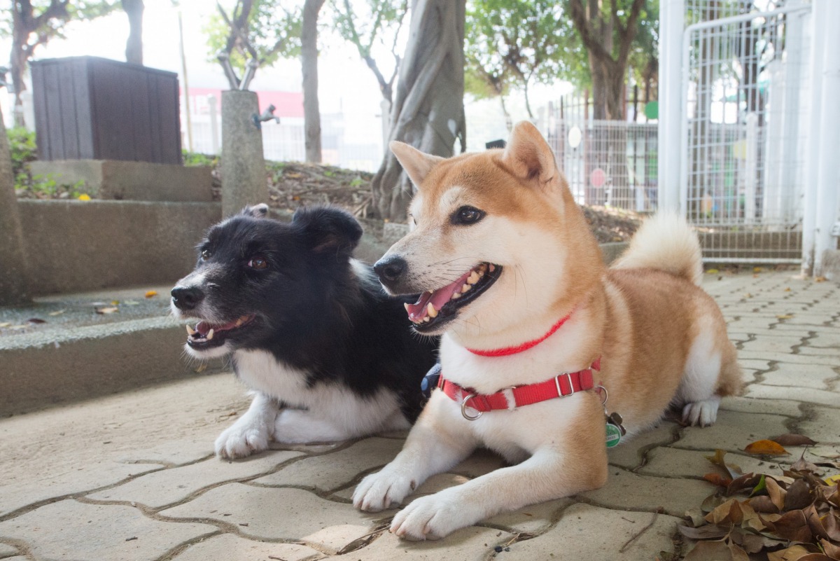 桃園市寵物公園完工啟用不少飼主帶著毛小孩前來體驗。 桃園市政府/提供