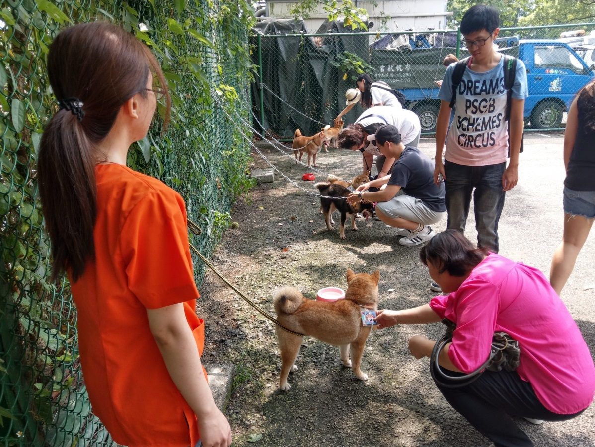 今年5月的柴犬送養會的認養人與犬隻先進行互動。 台北市動保處/提供