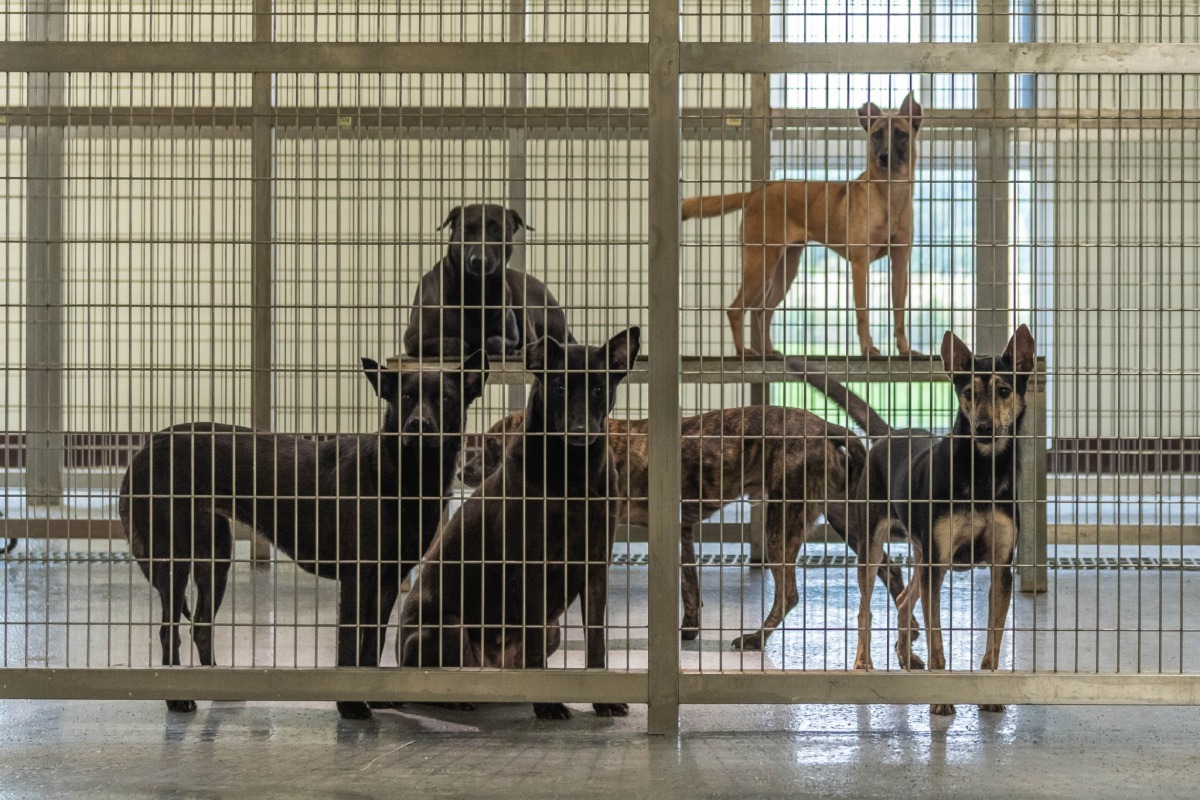 原本無高台的犬舍有重新設置，不過也被市長點出一間收容太多隻。 桃園市政府/提供