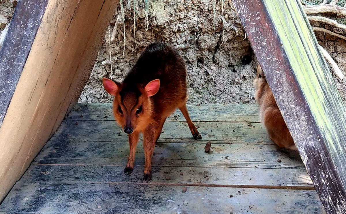 剛出生的小山羌。 唐玉萱/攝