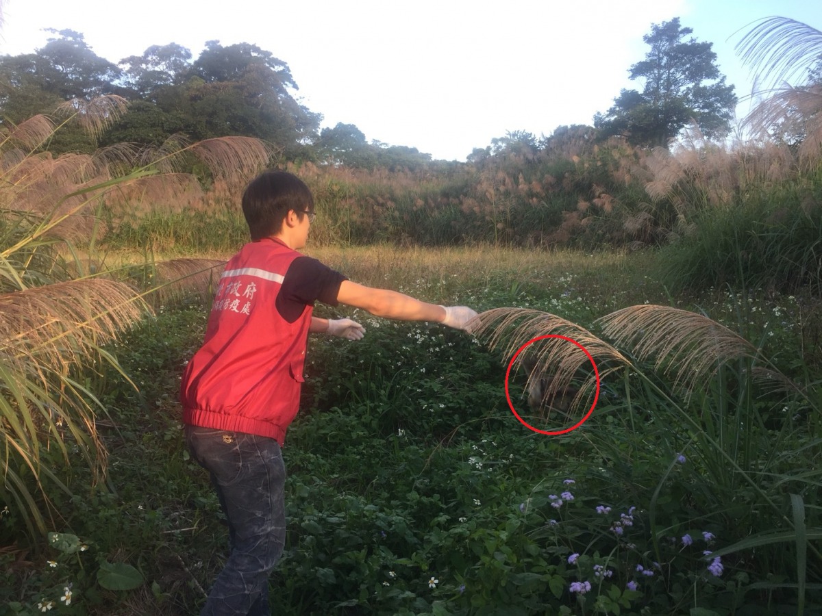 動保員將褐鷹鴞帶山區野放。 新北市動保處/提供