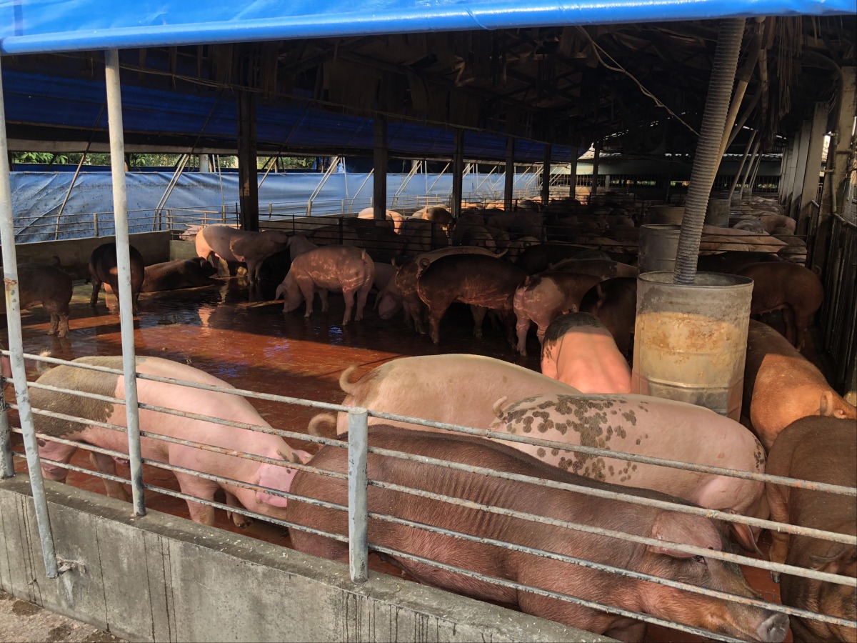 面對非洲豬瘟必須要有長期抗戰的準備才能守護國內養豬產業。 高雄市動保處/提供