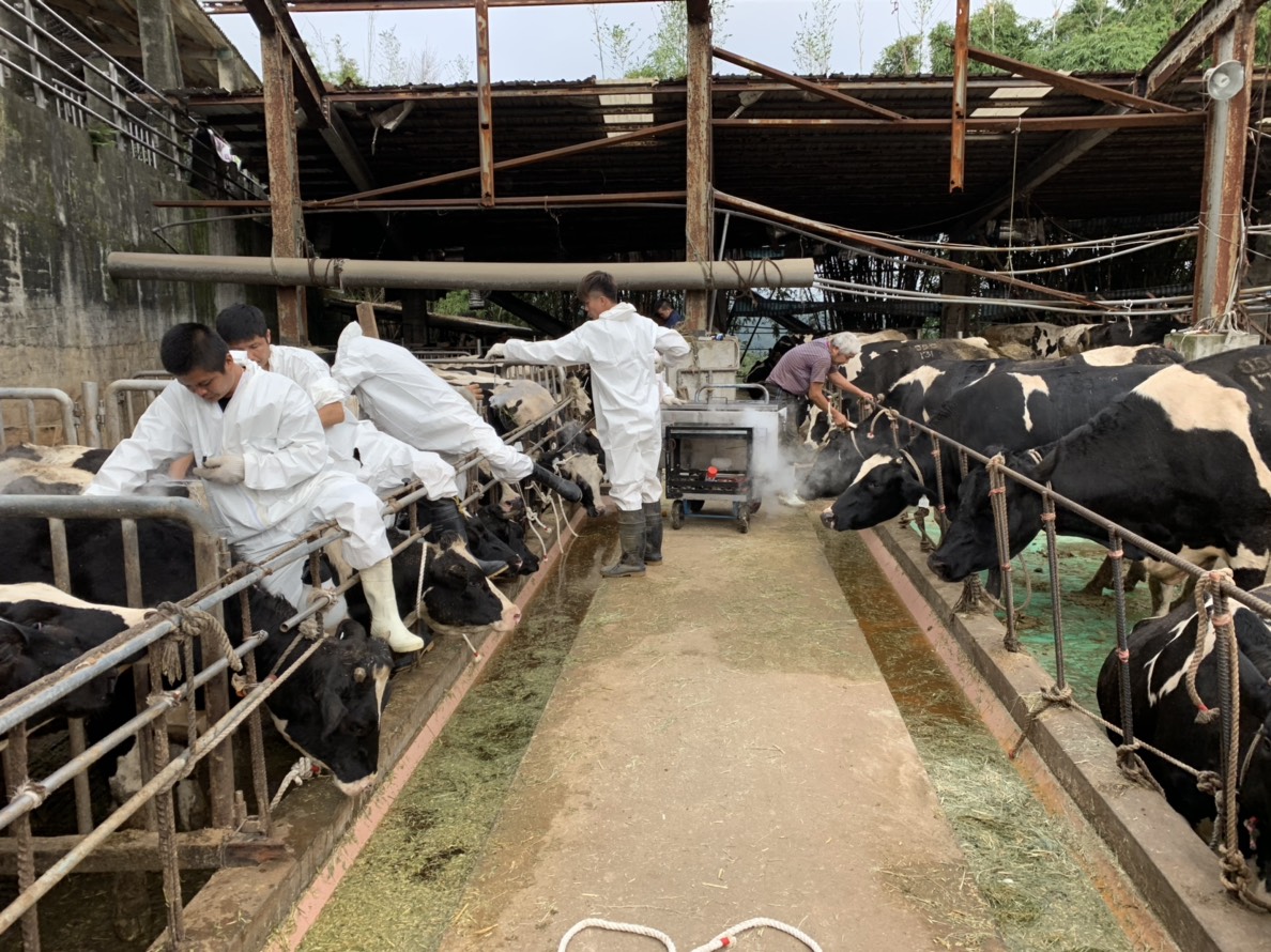 液態氮銅模按壓在牛隻皮膚上約30秒就可以完成液態氮烙印。 新北市動保處/提供