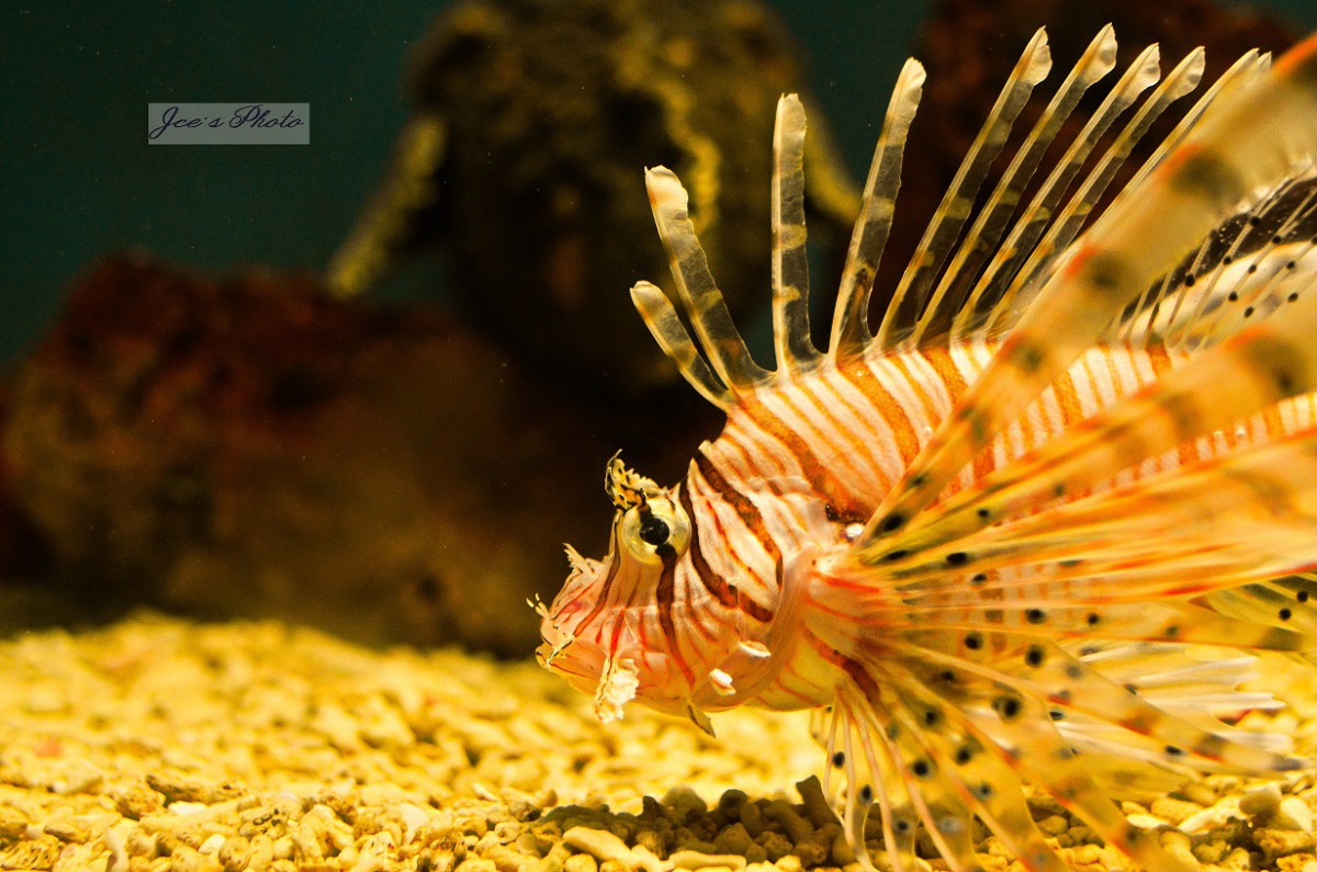 跟波妞魚同屬鮋形目的獅子魚。 屏東海生館/提供