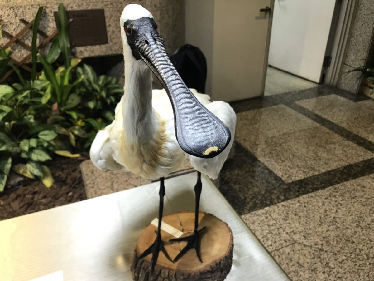 全民一起守護黑面琵鷺棲地，以免在絕種後只能觀賞標本。 姚崇仁/攝