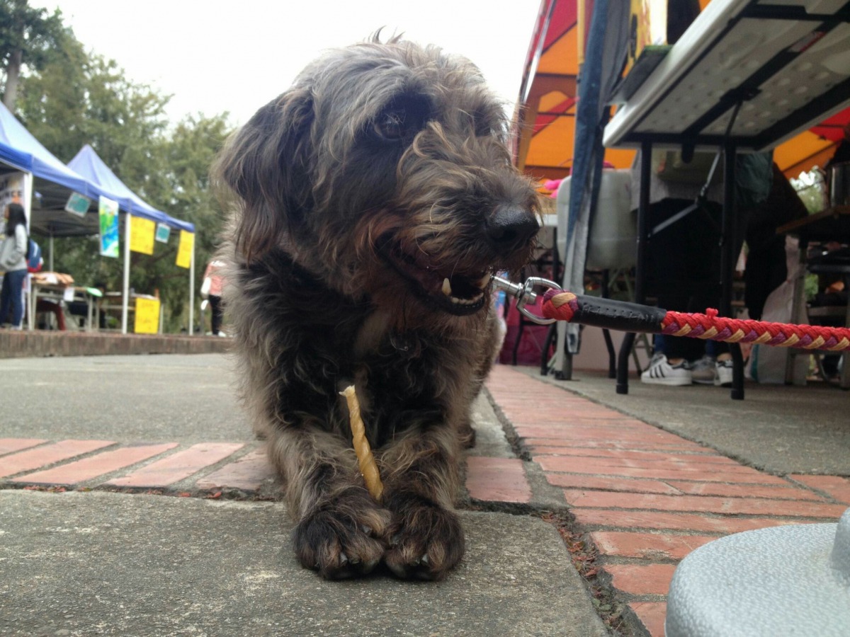 「爺爺」,名字感覺年紀很大其實是活潑年輕的小男孩。 朝陽動保社/提供