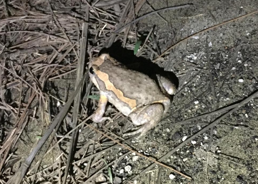 台江國家公園的新紀錄種，但也是入侵外來種的亞洲錦蛙。台江管理處/提供