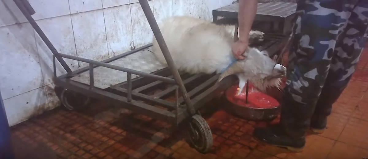 無利可圖的山羊被賣到屠宰場後並沒有得到妥善對待。亞洲善待動物組織/提供