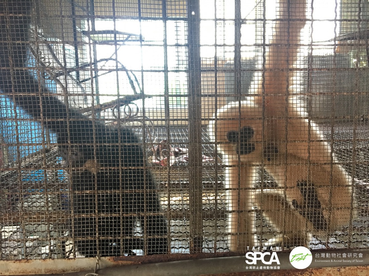 屏東私人飼養的兩隻長臂猿，只能在鐵籠內攀爬。 台灣防止虐待動物協會/提供