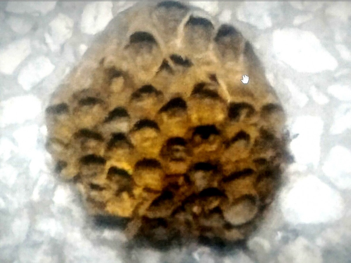 蓮蓬頭外觀的蜂窩多為長腳蜂，危險性相對較低。 新北市動保處/提供