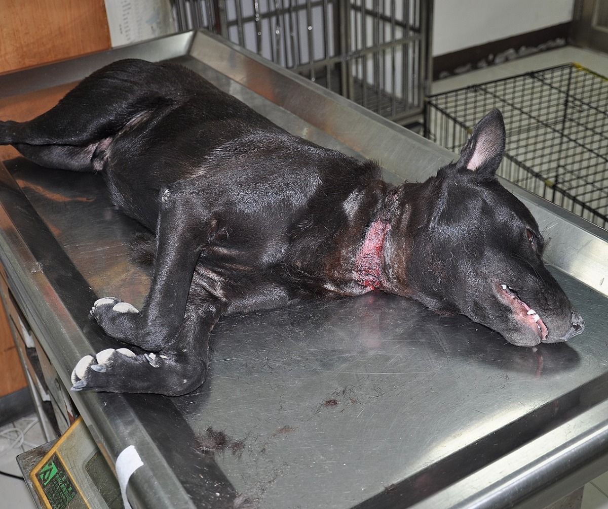 頸部受傷的小黑，經過治療後現在傷口已完全康復。 台灣動物緊急救援小組/提供