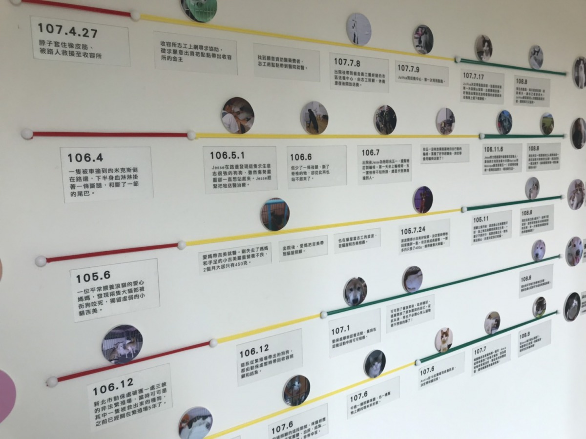 5個關於流浪動物與新家人相遇,改變了彼此生命的感人故事。 姚崇仁/攝