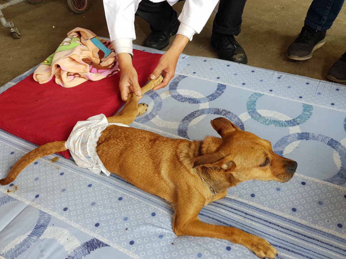 板橋動物之家獸醫師對癱瘓動物實施長照復健工作。 新北市動保處/提供