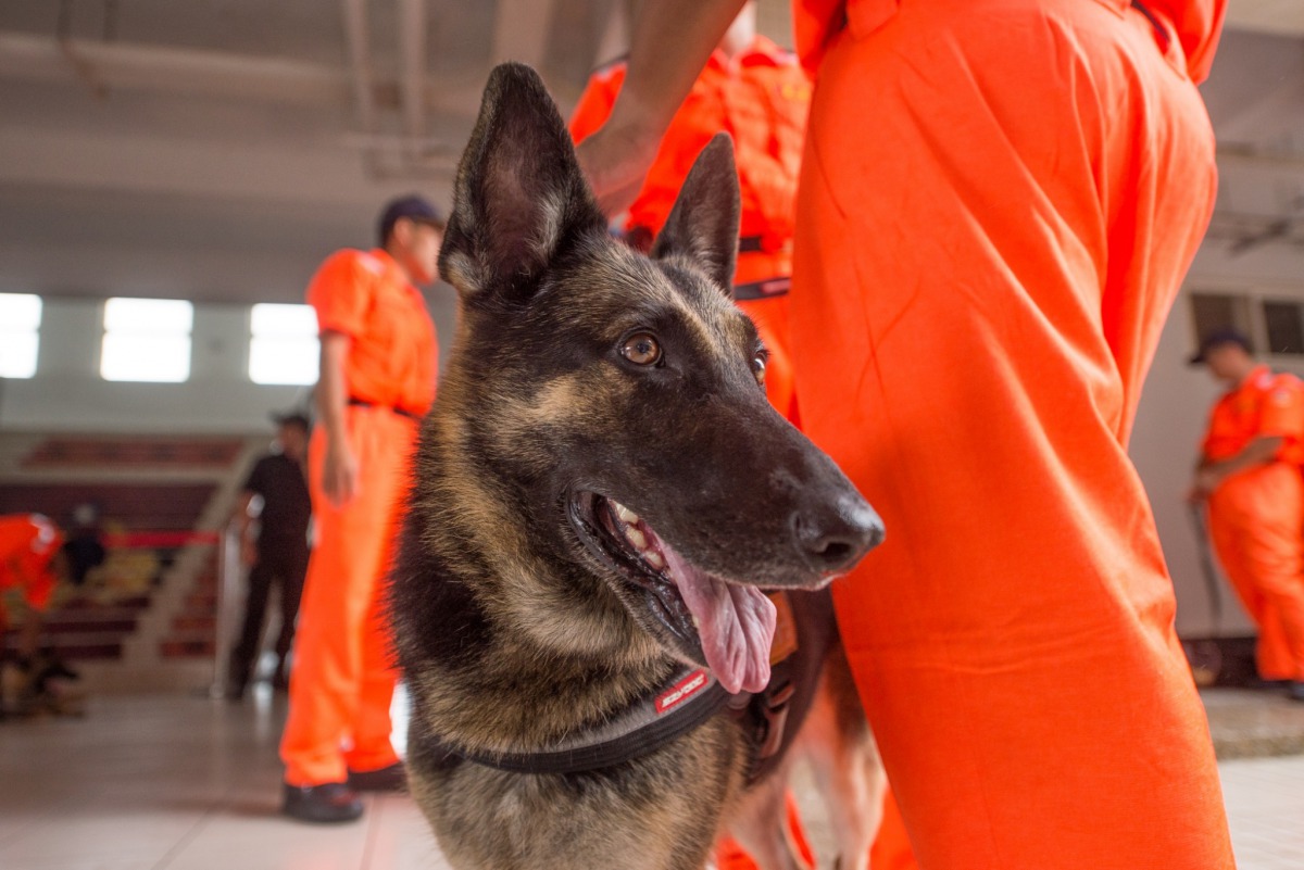 海巡偵搜犬的狗狗品種還有包括帥氣的狼犬。桃園市政府/提供