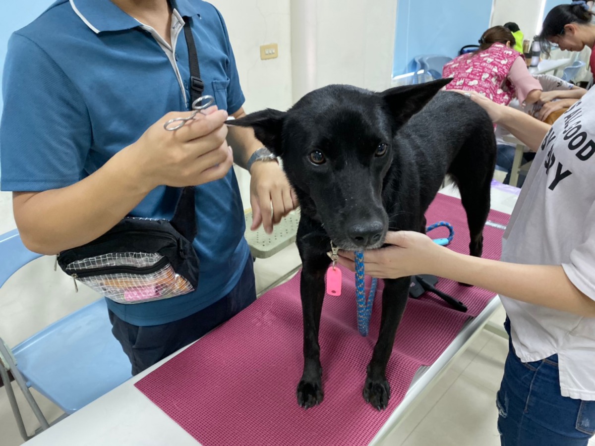 灣裡收容所的狗狗乖乖待在桌上等待美容。 姚崇仁/攝