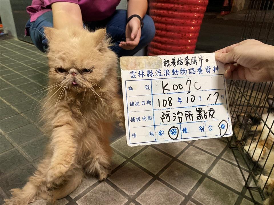 除了犬隻之外,破獲的繁殖場還有多隻品種貓。(圖為安置於國際犬貓診所的加菲貓) 取自/全國動物收容管理平台