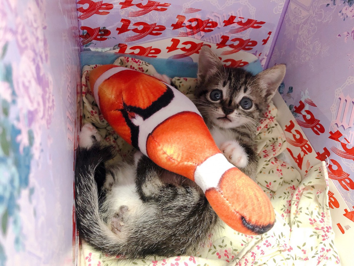 被邱姓老闆認養後,變得調皮愛玩。 新北市動保處/提供