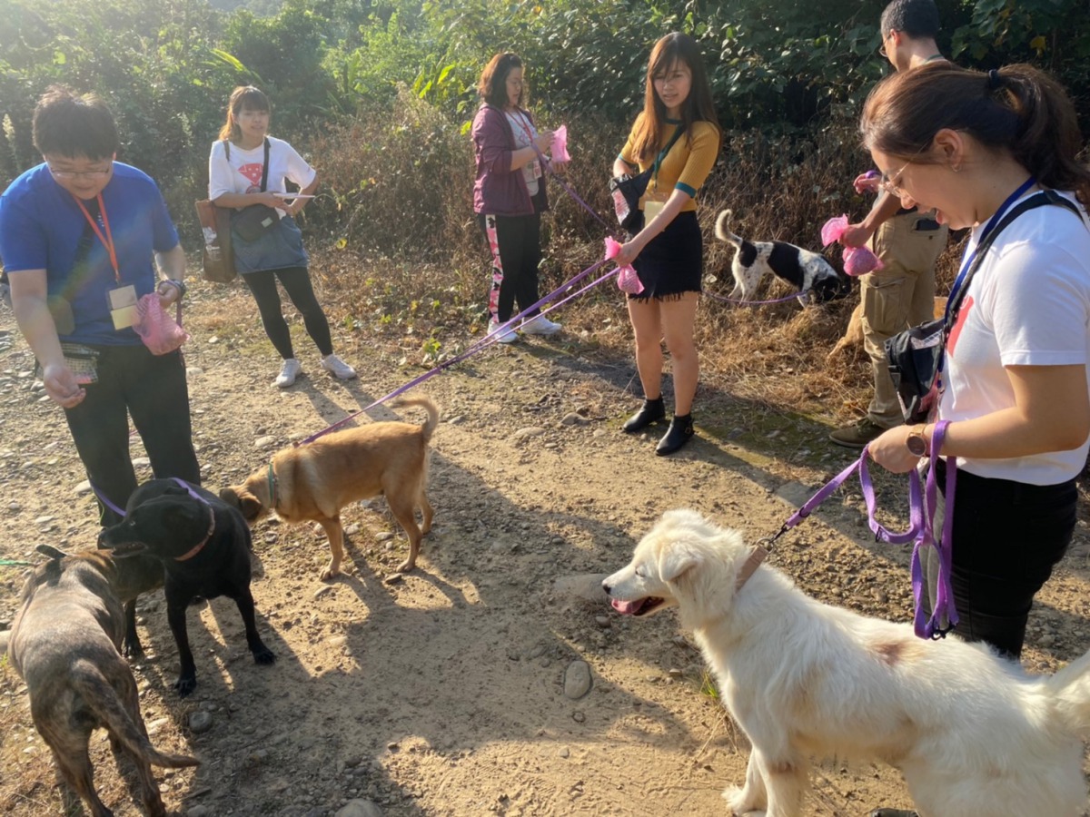 參加志工體驗營的民眾帶著八里保育場的犬隻散步。 姚崇仁/攝
