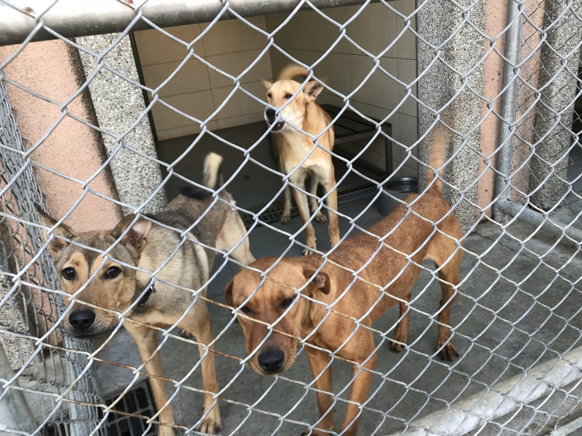 台中市動物之家目前有400多隻流浪犬貓在等家。 姚崇仁/攝