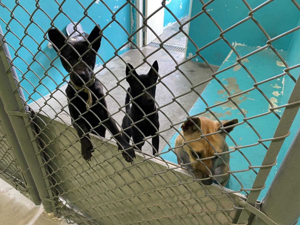 犬舍不僅有跳台還有與戶外相通，讓狗狗們可以曬到太陽。 姚崇仁/攝