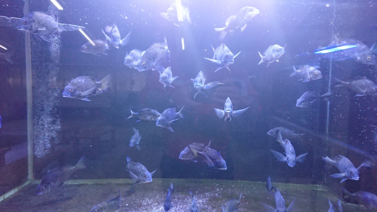 園區也培育了屬於經濟型魚類的黑鯛。新北漁業處/提供