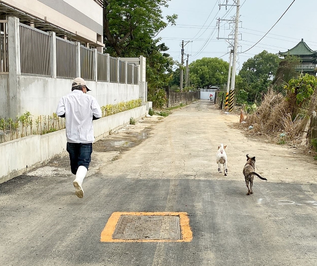 經過獸醫與「Julu」的陪伴下，「Hito」已經可以盡情的奔跑了。嘉義市建設處/提供