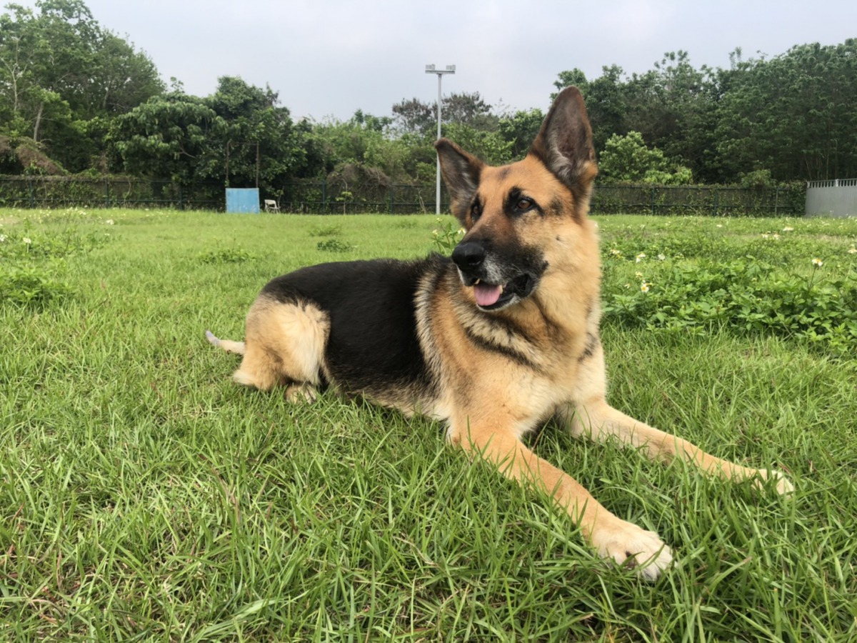 7歲德國狼犬「Shin」。 消防署/提供
