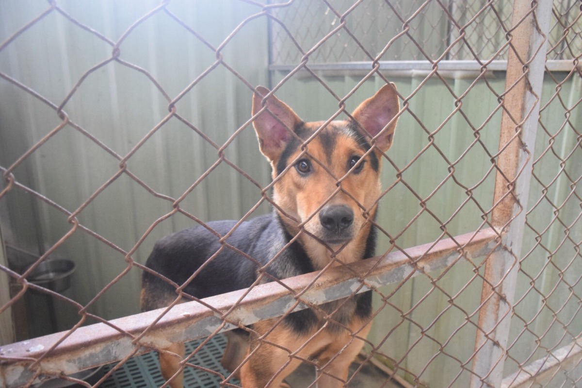 八里保育場的狗狗在狗年的時候更加神采奕奕。 姚崇仁/攝