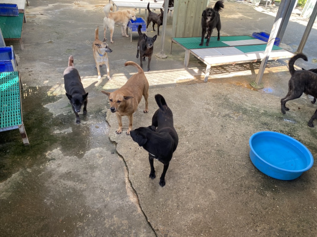 中華民國保護動物協會所屬八里保育場安置上百隻，從公立收容所領養的犬隻。 姚崇仁/攝