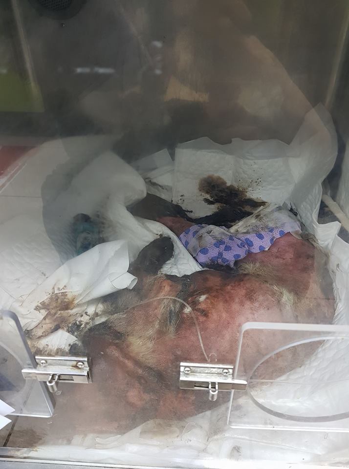 目前狗狗待在氧氣房裡恢復體力。 徐文良/提供