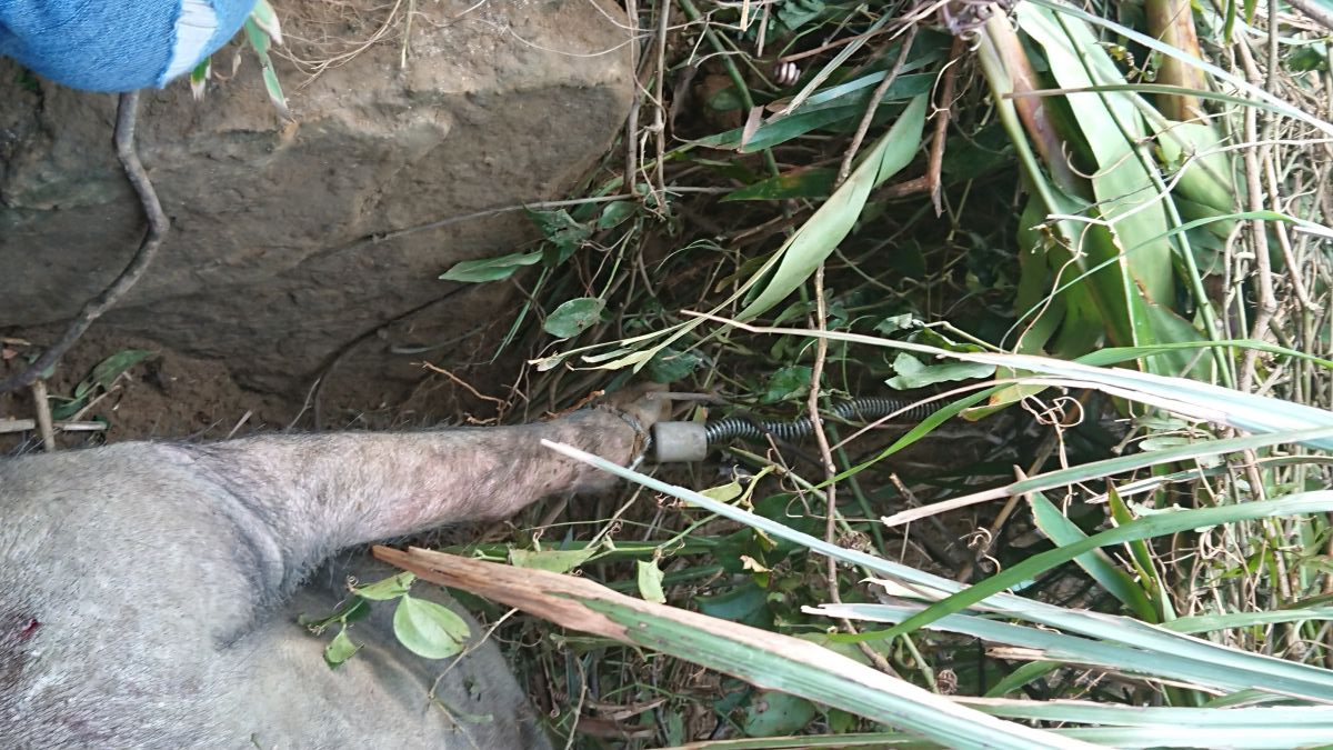野生動物保育法規定禁止使用山豬吊等陷阱獵捕野生動物。 新北市動保處/提供