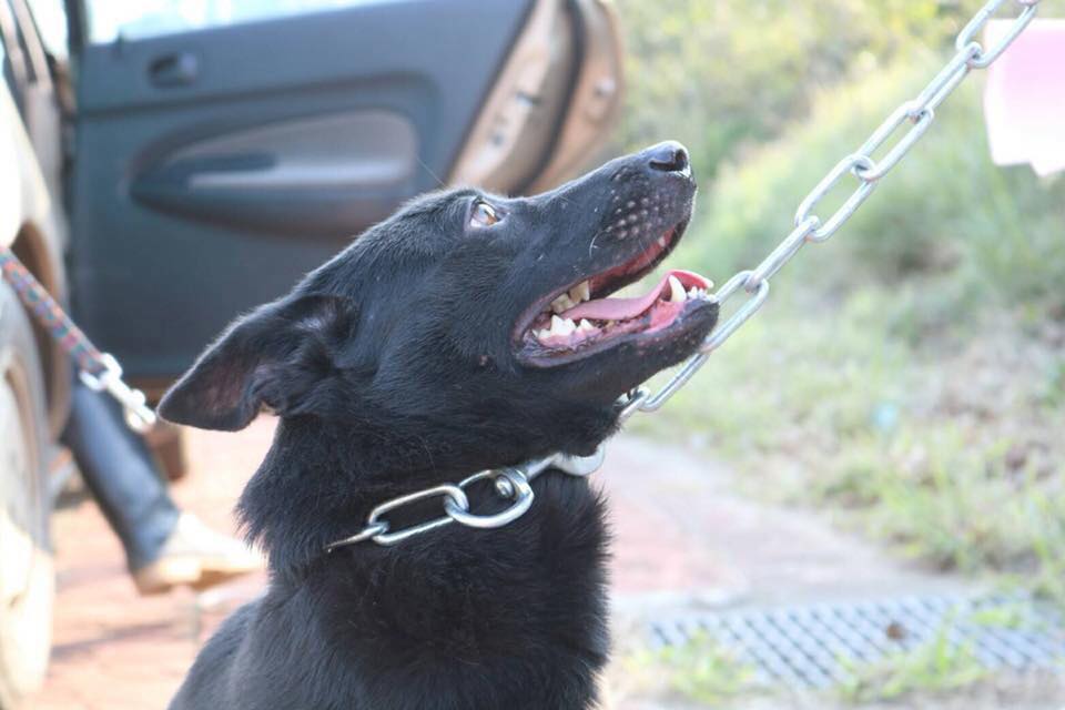 邱姓男子到新竹南寮收容所領養的公關犬「大美」，被帶走前的最後身影。 志工/提供