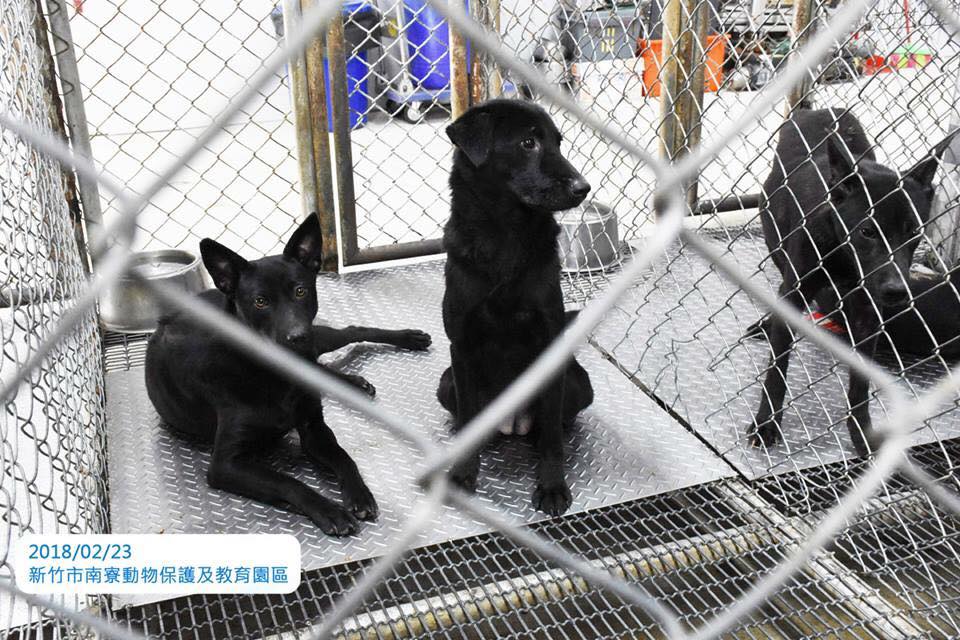 北邱姓男子領養的「大美」(左)跟「小黑」。 丸子/提供