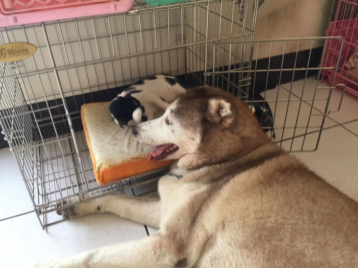 個性害羞的「小威」特別喜歡跟貓咪玩在一塊。 張小姐/提供