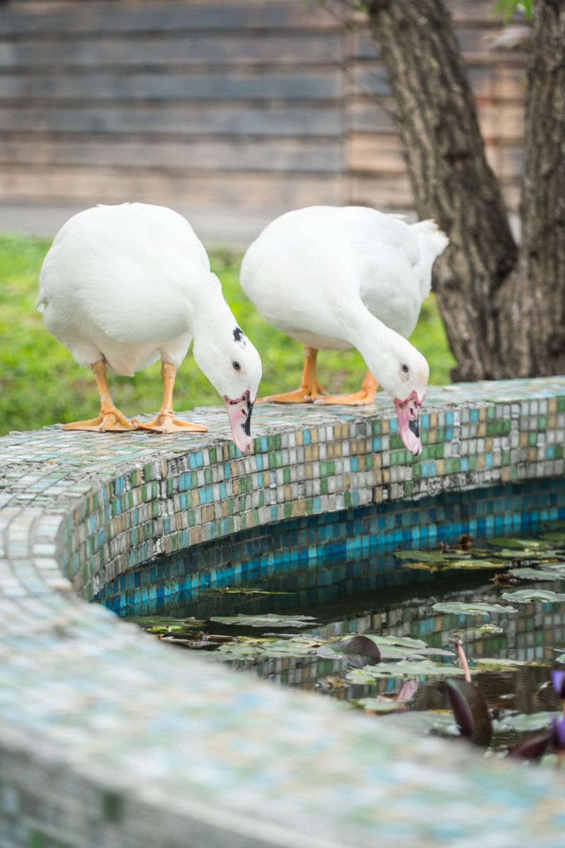 板橋動物之家的兩隻鴨明星「阿歐」與「ㄚㄚ」。 新北市動保處/提供