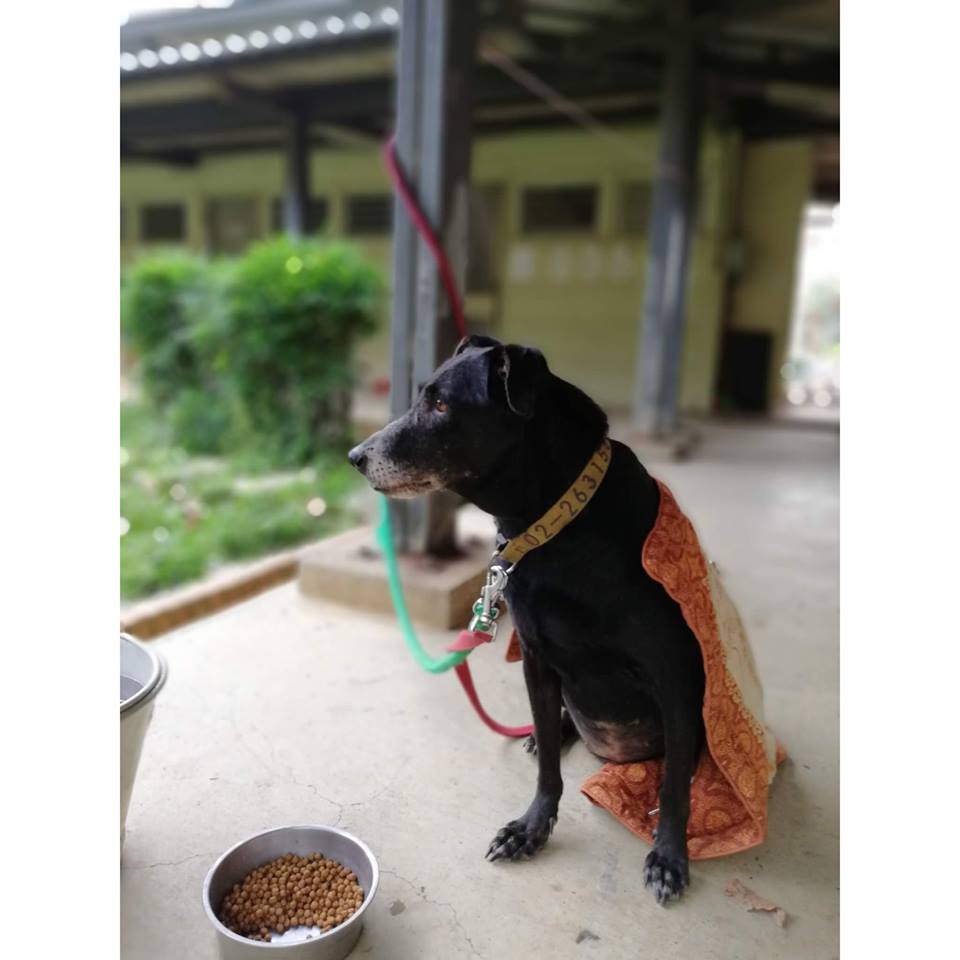 「海綿」生前的喜歡追學校裡的松鼠。嘉大民雄校區動保社/提供