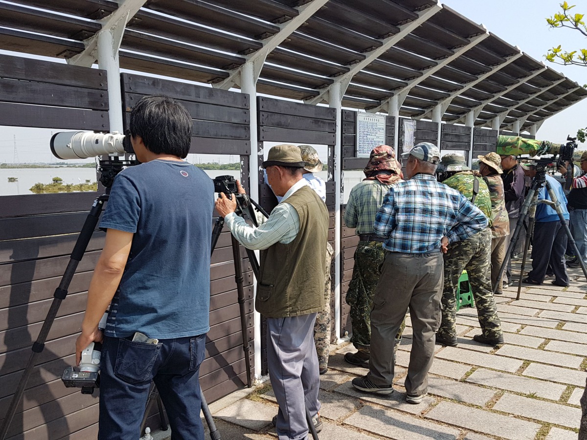 野放過程吸引鳥友們在遠處捕捉畫面。拍鳥俱樂部黃蜀婷鳥友/提供