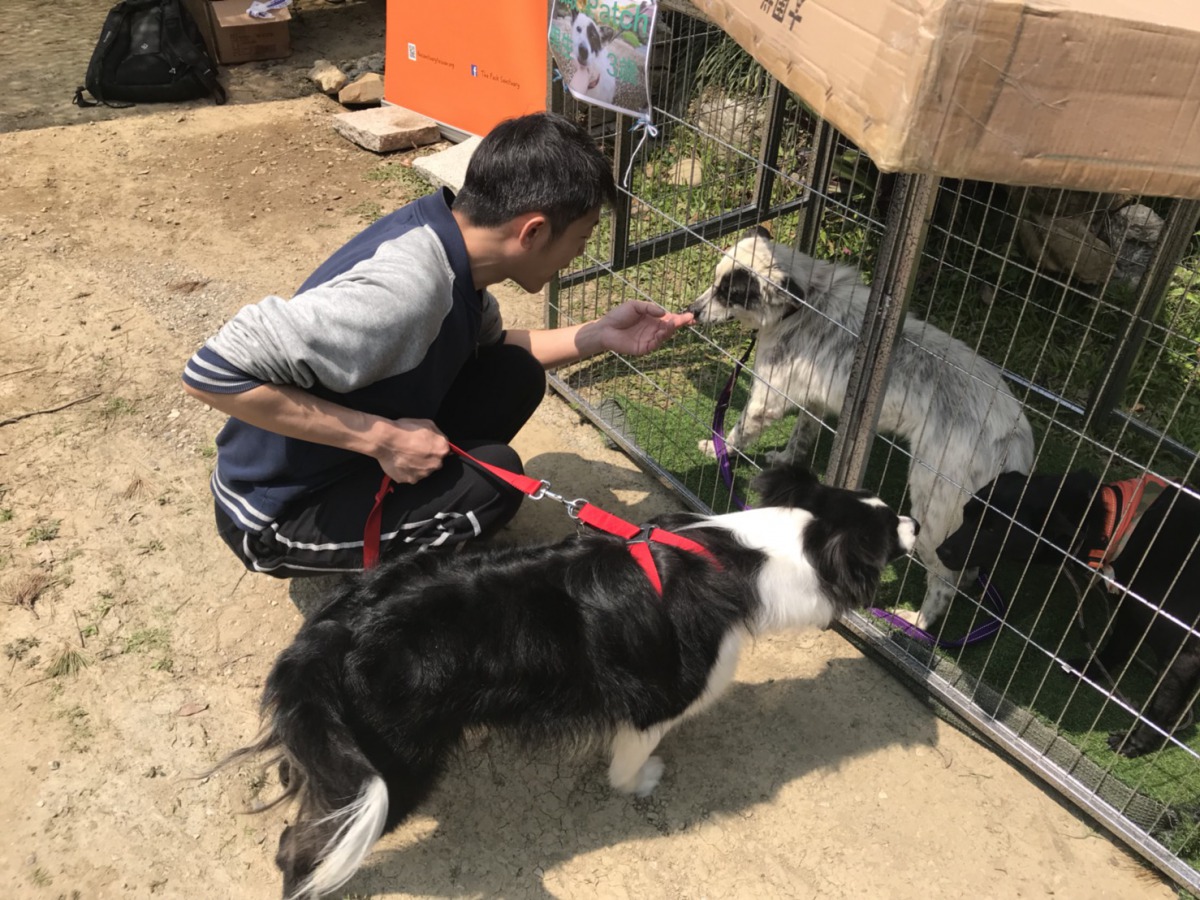 民眾帶著家中的毛小孩前來跟浪浪互動。 姚崇仁/攝